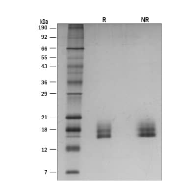 1 μg/lane of Recombinant Mouse GDF-3 (Catalog # 9009-GD/CF) was resolved with SDS-PAGE under reducing (R) and non-reducing (NR) conditions and visualized by silver staining, showing R bands at 16 and 17 kDa and NR bands at  16 and 18 kDa.