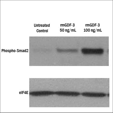 Recombinant Mouse GDF-3 (Catalog # 9009-GD/CF) Induces Smad2 phosphorylation in P19 mouse embryonic carcinoma cells. P19 cells were incubated with 50 and 100 ng/ml of Recombinant Mouse GDF-3 for 60 minutes. The cells were lysed and Western blots were performed with anti-phospho Smad2 and eIF4E which was served as a loading control.