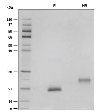 1 μg/lane of Recombinant Human GDF-9 was resolved with SDS-PAGE under reducing (R) and non-reducing (NR) conditions and visualized by silver staining, showing single bands at 20  kDa and 26 kDa, respectively.