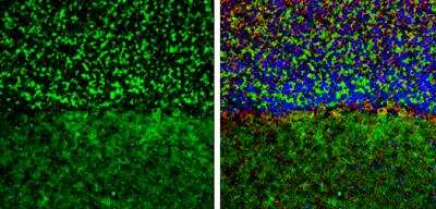 Immunohistochemistry-Frozen: GEF-H1 Antibody [NBP2-21577] - Frozen-sectioned mouse mouse cerebellum. Green: GEF-H1 stained by GEF-H1 antibody diluted at 1:250. Red: NF-H, stained by NF-H antibody [114]  diluted at 1:500. Blue: Fluoroshield with DAPI. Antigen Retrieval: Citrate buffer, pH 6.0, 10 min.