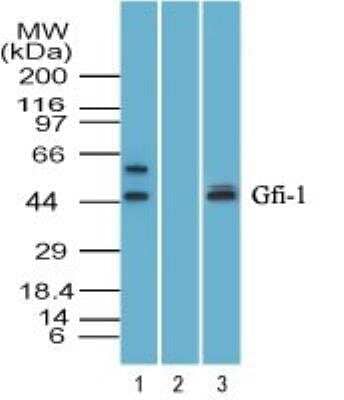 Western Blot: GFI-1 Antibody [NBP2-27173] - Analysis of Zinc finger protein Gfi-1 in human HepG2 cell lysate in the 1) absence and 2) presence of immunizing peptide, and 3) mouse RAW cell lysate using this antibody. goat anti-rabbit Ig HRP secondary antibody and PicoTect ECL substrate solution were used for this test.