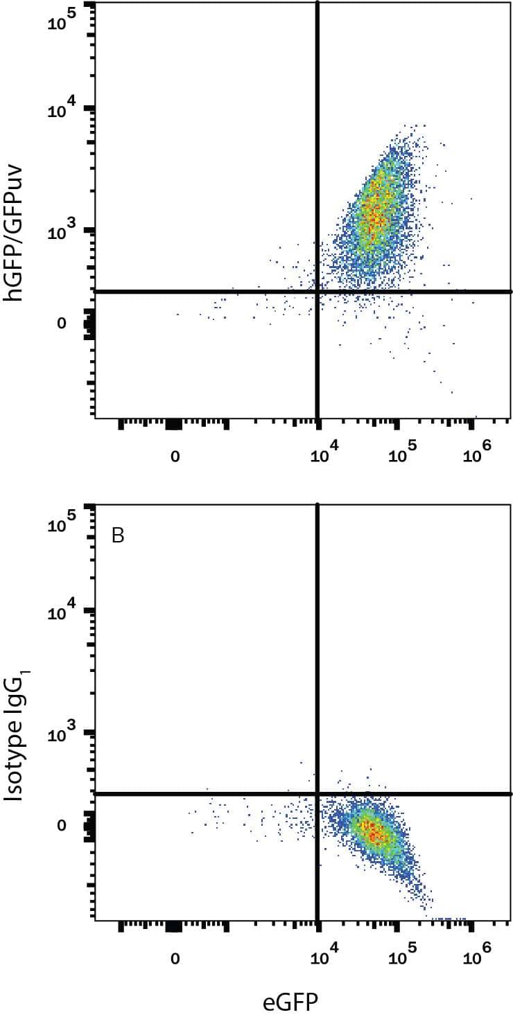 HEK293 human embryonic kidney cell line transfected with eGFP were stained with and either (A) Mouse Anti-GFP Alexa Fluor® 594-conjugated Monoclonal Antibody (Catalog # FAB42401T) or (B) Mouse IgG1Alexa Fluor 594 Isotype Control (Catalog # IC002T). To facilitate intracellular staining, cells were fixed with Flow Cytometry Fixation Buffer (Catalog # FC004) and permeabilized with Flow Cytometry Permeabilization/Wash Buffer I (Catalog # FC005). View our protocol for Staining Intracellular Molecules.