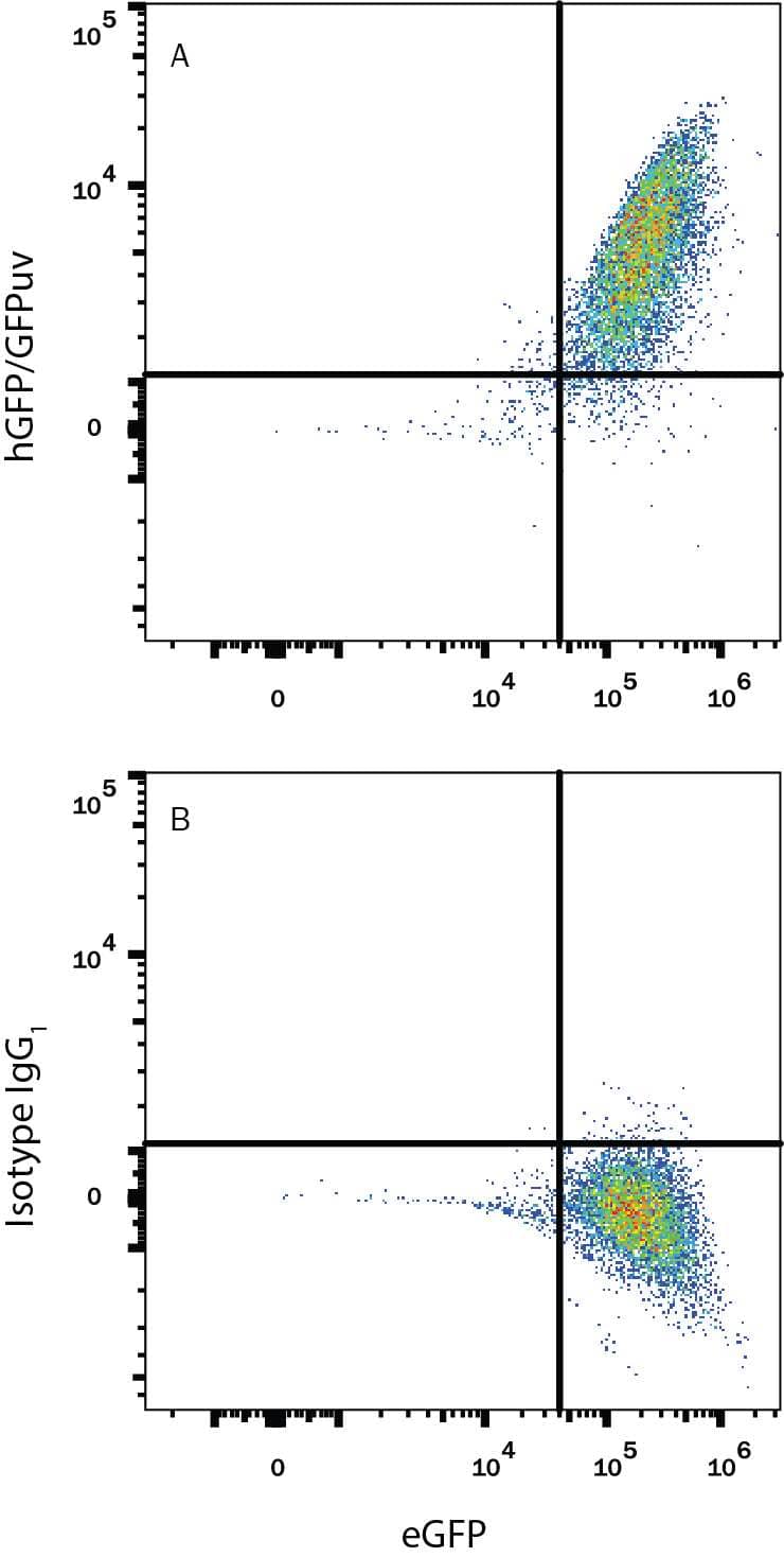 HEK293 human embryonic kidney cell line transfected with eGFP were stained with and either (A) Mouse Anti-GFP Alexa Fluor® 405-conjugated Monoclonal Antibody (Catalog # FAB42401V) or (B) Mouse IgG1Alexa Fluor 405 Isotype Control (Catalog # IC002V). To facilitate intracellular staining, cells were fixed with Flow Cytometry Fixation Buffer (Catalog # FC004) and permeabilized with Flow Cytometry Permeabilization/Wash Buffer I (Catalog # FC005). View our protocol for Staining Intracellular Molecules.