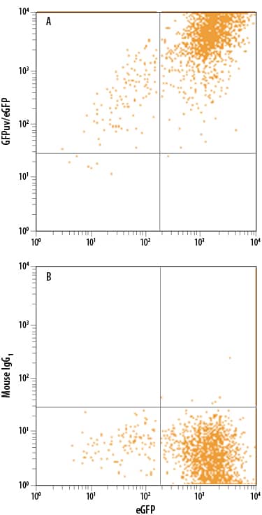 HEK293 human embryonic kidney cell line transfected with eGFP was stained with either (A) Mouse Anti-GFP APC-conjugated Monoclonal Antibody (Catalog # IC42401A) or (B) Mouse IgG1Allophycocyanin Isotype Control (Catalog # IC002A). To facilitate intracellular staining, cells were fixed with Flow Cytometry Fixation Buffer (Catalog # FC004) and permeabilized with Flow Cytometry Permeabilization/Wash Buffer I (Catalog # FC005). View our protocol for Staining Intracellular Molecules.