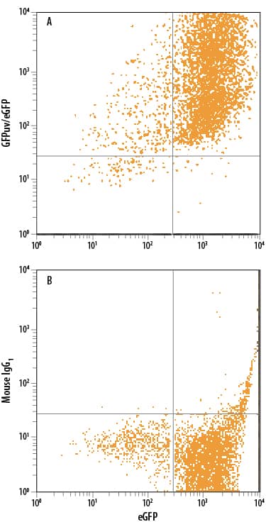 HEK293 human embryonic kidney cell line transfected with eGFP was stained with either (A) Mouse Anti-GFP PE-conjugated Monoclonal Antibody (Catalog # IC42401P) or (B) Mouse IgG1Phycoerythrin Isotype Control (Catalog # IC002P). To facilitate intracellular staining, cells were fixed with Flow Cytometry Fixation Buffer (Catalog # FC004) and permeabilized with Flow Cytometry Permeabilization/Wash Buffer I (Catalog # FC005). View our protocol for Staining Intracellular Molecules.