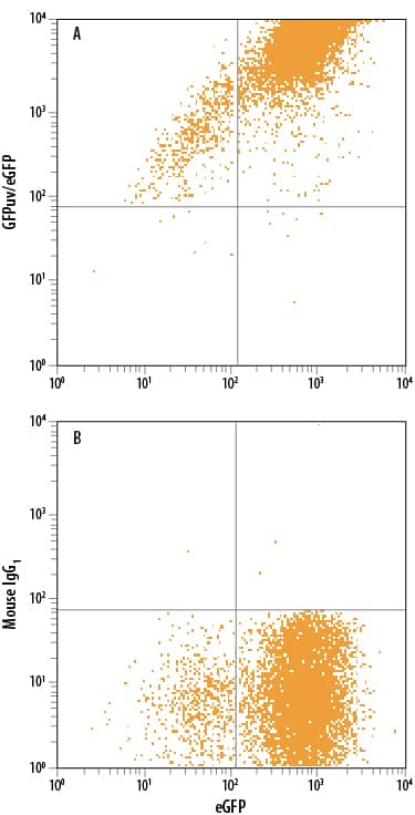 HEK293 human embryonic kidney cell line transfected with eGFP was stained with and either (A) Mouse Anti-GFP Monoclonal Antibody (Catalog # MAB42401) or (B) Mouse IgG1Isotype Control (Catalog # MAB002) followed by Allophycocyanin-conjugated Anti-Mouse IgG Secondary Antibody (Catalog # F0101B). To facilitate intracellular staining, cells were fixed with Flow Cytometry Fixation Buffer (Catalog # FC004) and permeabilized with Flow Cytometry Permeabilization/Wash Buffer I (Catalog # FC005). View our protocol for Staining Intracellular Molecules.