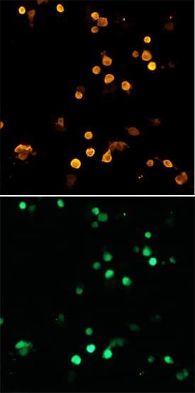 GFP was detected in 2% paraformaldehyde immersion fixed HEK293 human embryonic kidney cell line transfected with GFP-expressing protein using Mouse Anti-GFP Monoclonal Antibody (Catalog # MAB42401) at 25 µg/mL for 3 hours at room temperature. Cells were stained using the NorthernLights™ 557-conjugated Anti-Mouse IgG Secondary Antibody (red, upper panel; Catalog # NL007). Lower panel shows transfected cells by GFPuv auto-fluorescence (green). View our protocol for Fluorescent ICC Staining of Cells on Coverslips.