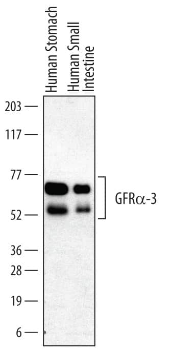 Western Blot GFR alpha-3/GDNF R alpha-3 Antibody [Unconjugated]