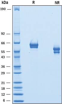 2 μg/lane of Recombinant Mouse GFR alpha ‑1/GDNF R alpha ‑1 was resolved with SDS-PAGE underreducing (R) and non-reducing (NR) conditions and visualized by Coomassie® Bluestaining, showing bands at 57 - 67 kDa and 43 - 57 kDa, respectively.