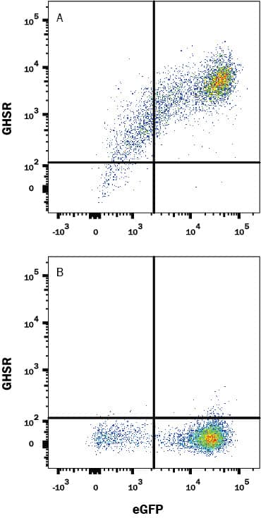 HEK293 human embryonic kidney cell line transfected with either (A) human GHSR or (B) irrelevant protein, and eGFP was stained with Mouse Anti-Human GHSR Alexa Fluor® 647-conjugated Monoclonal Antibody (Catalog # FAB8370R). Gates were set based on Mouse IgG1 Isotype Control staining (Catalog # IC002R, data not shown). View our protocol for Staining Membrane-associated Proteins.