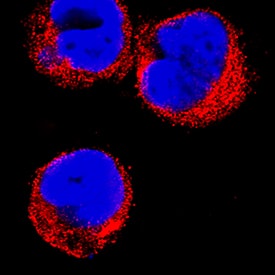 GILT/IFI30 was detected in immersion fixed THP-1 human acute monocytic leukemia cell line using Mouse Anti-Human GILT/IFI30 Monoclonal Antibody (Catalog # MAB7715) at 8 µg/mL for 3 hours at room temperature. Cells were stained using the NorthernLights™ 557-conjugated Anti-Mouse IgG Secondary Antibody (red; Catalog # NL007) and counterstained with DAPI (blue). Specific staining was localized to cytoplasm. View our protocol for Fluorescent ICC Staining of Non-adherent Cells.