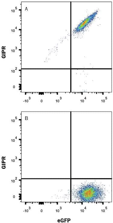 HEK293 human embryonic kidney cell line transfected with either (A) human GIPR or (B) irrelevant transfectants and eGFP was stained with Mouse Anti-Human GIPR Alexa Fluor® 647-conjugated Monoclonal Antibody (Catalog # FAB8210R). Quadrant markers were set based on control antibody staining (Catalog # IC002R). View our protocol for Staining Membrane-associated Proteins.