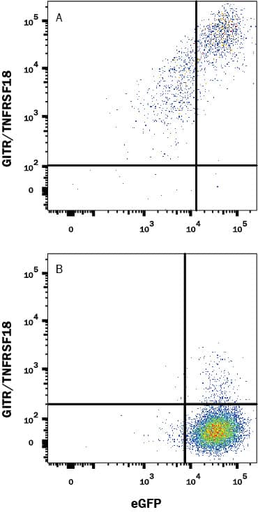 HEK293 human embryonic kidney cell line transfected with (A) mouse GITR/TNFRSF18 or (B) irrelevant transfectants and eGFP was stained with Rabbit Anti-Mouse GITR/TNFRSF18 Monoclonal Antibody (Catalog # MAB52412) followed by APC-conjugated Anti-Rabbit IgG Secondary Antibody (Catalog # F0111). Quadrant markers were set based on control antibody staining (Catalog # MAB1050). View our protocol for Staining Membrane-associated Proteins.