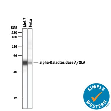     Simple  Western lane view shows lysates of MCF‑7 human breast cancer cell  line and HeLa human cervical epithelial carcinoma cell line, loaded at  0.2 mg/mL. A specific band was detected for   alpha ‑Galactosidase A/GLA at approximately 55 kDa (as  indicated) using 50 µg/mL of Sheep Anti-Human   alpha ‑Galactosidase A/GLA Antigen Affinity-purified Polyclonal  Antibody (Catalog # AF6146) followed by 1:50 dilution of HRP-conjugated  Anti-Sheep IgG Secondary Antibody (Catalog # HAF016).  This experiment was conducted under reducing conditions and using the 12-230  kDa separation system. 