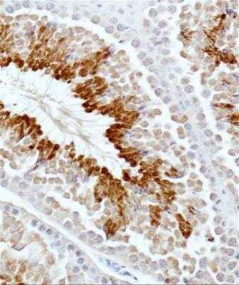 Immunohistochemistry-Paraffin: GLI-3 Antibody [NBP2-29627] - Analysis of in mouse testis.