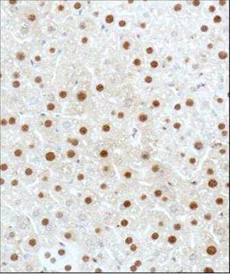 Immunohistochemistry-Paraffin: GLI-3 Antibody [NBP2-29627] - Analysis of  in mouse liver.