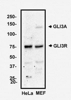 Western Blot: GLI-3 Antibody [NBP2-29627] - Analysis of GLI-3  in Hela cell lysate and MEF cell lysate.