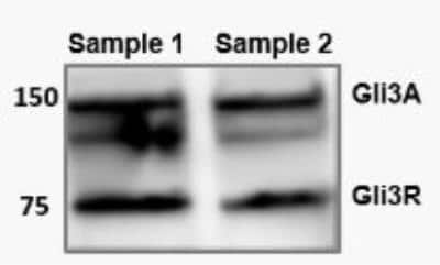 Western Blot: GLI-3 Antibody [NBP2-29627] - Adult mouse brain tissue lysates. Image from verified customer review.