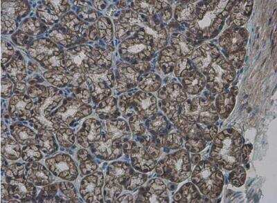Immunohistochemistry-Paraffin: GLMN Antibody [NBP2-16669] - Paraffin-embedded mouse duodenum. GLMN antibody diluted at 1:500.