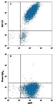 HEK293 human embryonic kidney cell line transfected with human GLP-1R and eGFP was stained with either (A) Mouse Anti-Human GLP-1R APC-conjugated Monoclonal Antibody (Catalog # FAB2814A) or (B) Mouse IgG2BAllophycocyanin Isotype Control (Catalog # IC0041A). View our protocol for Staining Membrane-associated Proteins.