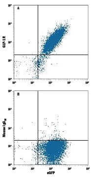 HEK293 human embryonic kidney cell line transfected with human GLP-1R and eGFP was stained with either (A) Mouse Anti-Human GLP-1R Alexa Fluor® 700-conjugated Monoclonal Antibody (Catalog # FAB2814N) or (B) Mouse IgG2BAlexa Fluor 700 Isotype Control (Catalog # IC0041N). View our protocol for Staining Membrane-associated Proteins.
