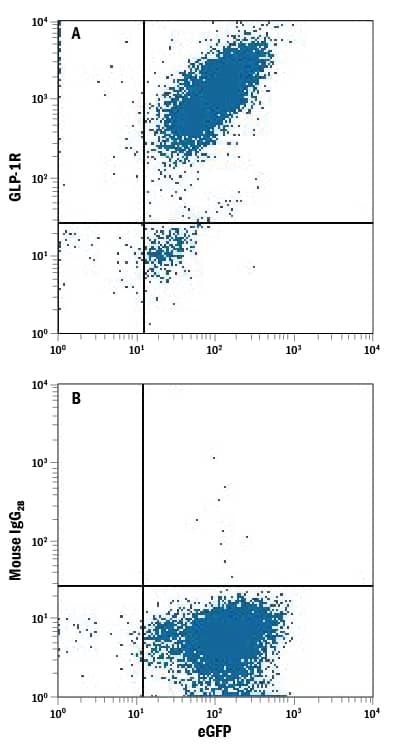 HEK293 human embryonic kidney cell line transfected with human GLP-1R and eGFP was stained with either (A) Mouse Anti-Human GLP-1R PE-conjugated Monoclonal Antibody (Catalog # FAB2814P) or (B) Mouse IgG2BPhycoerythrin Isotype Control (Catalog # IC0041P). View our protocol for Staining Membrane-associated Proteins.