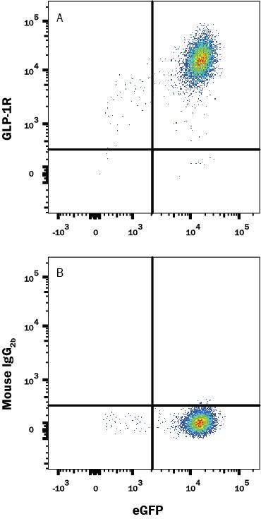 HEK293 human embryonic kidney cell line transfected with human GLP-1R and eGFP was stained with and either (A) Mouse Anti-Human GLP-1R Alexa Fluor® 647-conjugated Monoclonal Antibody (Catalog # FAB2814R) or (B) Mouse IgG2B Flow Cytometry Isotype Control (Catalog # IC0041R). View our protocol for Staining Membrane-associated Proteins.