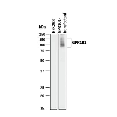 Western Blot GPR101 Antibody (909603) [Unconjugated]