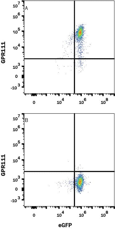 Flow Cytometry GPR111 Antibody (594519) [Unconjugated]