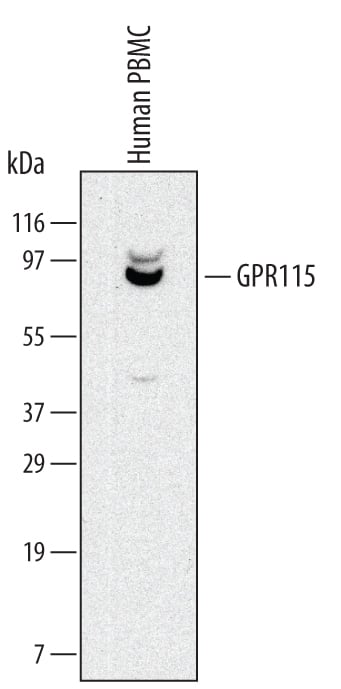 Western Blot GPR115 Antibody (527003)