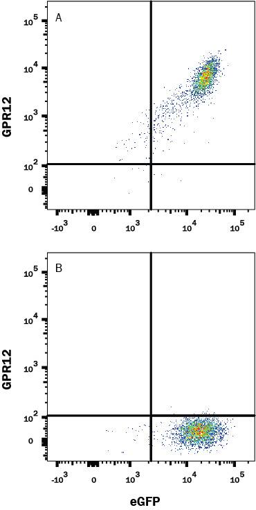 HEK293 human embryonic kidney cell line transfected with (A) human GPR12 or (B) irrelevant transfectants and eGFP was stained with Mouse Anti-Human GPR12 PE-conjugated Monoclonal Antibody (Catalog # FAB6738P). Quadrant markers were set based on control antibody staining (Catalog # IC002P). View our protocol for Staining Membrane-associated Proteins.