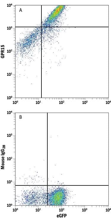 HEK293 human embryonic kidney cell line transfected with human GPR15 and eGFP was stained with either (A) Mouse Anti-Human GPR15 APC-conjugated Monoclonal Antibody (Catalog # FAB3654A) or (B) Mouse IgG2BAllophycocyanin Isotype Control (Catalog # IC0041A). View our protocol for Staining Membrane-associated Proteins.