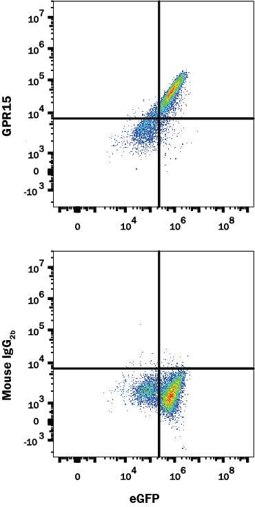 HEK293 human embryonic kidney cell line transfected with human GPR15 and eGFP was stained with either (A) Mouse Anti-Human GPR15 Alexa Fluor® 405-conjugated Monoclonal Antibody (Catalog # FAB3654V) or (B) Mouse IgG2B Alexa Fluor® 405 Isotype Control (Catalog # IC0041V). View our protocol for Staining Membrane-associated Proteins.