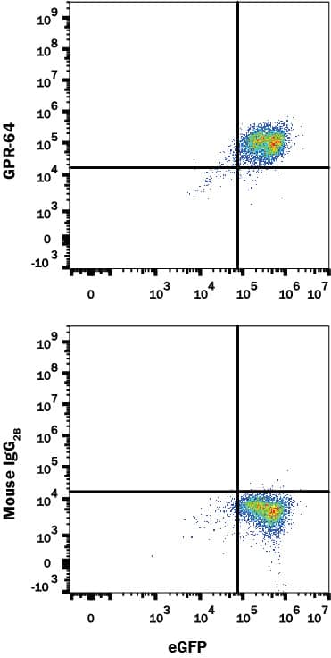 NS0 cell line transfected with Human GPR64 and eGFP was stained with (A) Mouse Anti-Human GPR64 PE-conjugated Monoclonal Antibody (Catalog # FAB7977P) or (B) Mouse IgG2B PE-conjugated isotype control antibody (Catalog # IC0041P). View our protocol for Staining Membrane-associated Proteins.