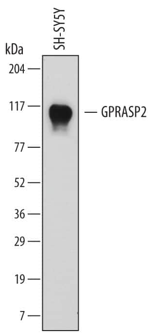 Western blot shows lysates of SH-SY5Y human neuroblastoma cell line. PVDF membrane was probed with 1 µg/mL of Mouse Anti-Human GPRASP2 Monoclonal Antibody (Catalog # MAB7078) followed by HRP-conjugated Anti-Mouse IgG Secondary Antibody (Catalog # HAF007). A specific band was detected for GPRASP2 at approximately 94 kDa (as indicated). This experiment was conducted under reducing conditions and using Immunoblot Buffer Group 1.