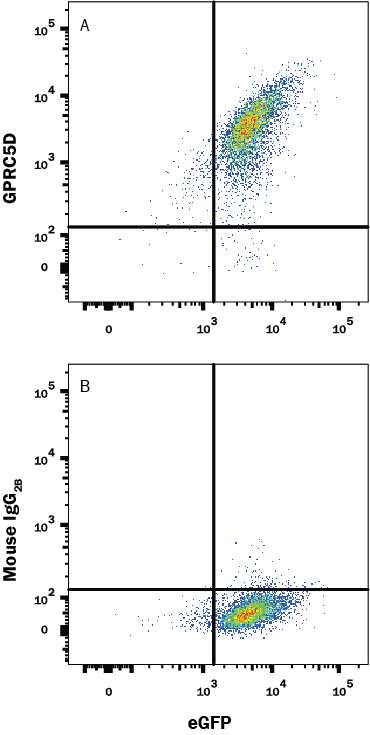 HEK293 human embryonic kidney cell line transfected with human GPRC5D and eGFP was stained with either (A) Mouse Anti-Human GPRC5D Monoclonal Antibody (Catalog # MAB6300) or (B) Mouse IgG2B Isotype Control (Catalog # MAB0041) followed by Allophycocyanin-conjugated Anti-Mouse IgG Secondary Antibody (Catalog # F0101B). View our protocol for Staining Membrane-associated Proteins.