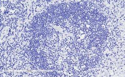 Immunohistochemistry-Paraffin: GRB2 Antibody [NB100-866] - Negative Control showing staining of paraffin embedded Human Lymph Node, with no primary antibody.