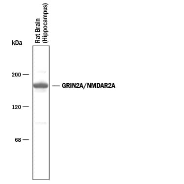 Western blot of 10 μg of rat brain hippocampus lysate showing specific immunolabeling of the ~180 kDa NR2A subunit of the NMDA Receptor. The labeling by the antibody was blocked by the N-terminal NR2A-subunit of the NMDA Receptor fusion protein (not shown). 