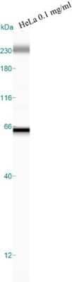 Simple Western: GRP78/HSPA5 Antibody [NBP1-06277] - Lane view shows a specific band detected for GRP78 in HeLa lysate.  This experiment was performed under reducing conditions using the Wes or Sally Sue separation system 12-230kDa (or 66-440kDa).