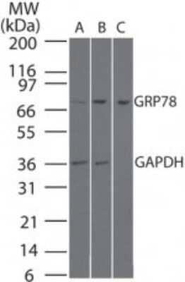 Western Blot: GRP78/HSPA5 Antibody [NB100-56411] - Analysis of GRP78/HSPA5 in mouse liver tissue enriched using Endoplasmic Reticulum Enrichment Kit and 1 ug/ml of NB100-56411  and 0.25 ug/ml of anti-GAPDH loading control. Lane A contains 20 ugs of whole mouse liver lysate, lane B contains 20 ugs of total ER fraction, and lane C contains 20 ugs of rough ER fraction.