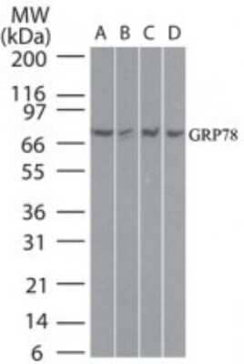 Western Blot: GRP78/HSPA5 Antibody [NB100-56411] - Analysis of GRP78/HSPA5  in A) HeLa, B) human liver, C) mouse liver, and D) rat liver lysate using NB100-56411 at 2 ug/ml. Goat anti-rabbit Ig HRP secondary antibody and PicoTect ECL substrate solution were use for this test.