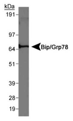 Western Blot: GRP78/HSPA5 Antibody [NBP1-06277] - Detection of Bip/Grp78 in rat liver.