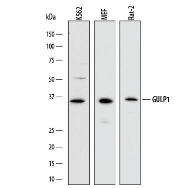 Western Blot GULP1/CED-6 Antibody