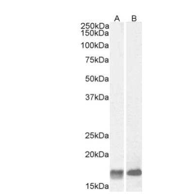 Western Blot: Galanin Antibody [NBP1-45217] -  Staining of Mouse (A) and Rat (B) Brain lysate (35 ug protein in RIPA buffer). Primary incubation was 1 hour. Detected by chemiluminescence