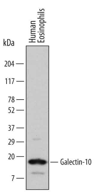 Western blot shows lysates of human eosinophils (enriched, approximately 60%). PVDF Membrane was probed with 1 µg/mL of Human Galectin-10 Monoclonal Antibody (Catalog # MAB5447) followed by HRP-conjugated Anti-Mouse IgG Secondary Antibody (Catalog # HAF007). A specific band was detected for Galectin-10 at approximately 16 kDa (as indicated). This experiment was conducted under reducing conditions and using Immunoblot Buffer Group 1.