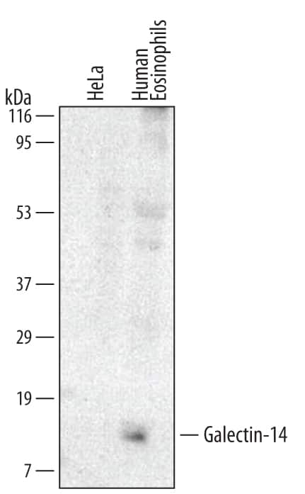 Western blot shows lysates of human eosinophil. PVDF membrane was probed with 2 µg/mL of Mouse Anti-Human Galectin-14 Monoclonal Antibody (Catalog # MAB5744) followed by HRP-conjugated Anti-Mouse IgG Secondary Antibody (Catalog # HAF007). A specific band was detected for Galectin-14 at approximately 10 kDa (as indicated). This experiment was conducted under reducing conditions and using Immunoblot Buffer Group 1.