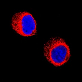 Galectin-10 was detected in immersion fixed HL-60 human acute promyelocytic leukemia cell line using Mouse Anti-Human Galectin-10 Monoclonal Antibody (Catalog # MAB5447) at 8 µg/mL for 3 hours at room temperature. Cells were stained using the NorthernLights™ 557-conjugated Anti-Mouse IgG Secondary Antibody (red; Catalog # NL007) and counterstained with DAPI (blue). Specific staining was localized to cytoplasm. View our protocol for Fluorescent ICC Staining of Non-adherent Cells.