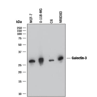 Western blot shows lysates of MCF-7 human breast cancer cell line, U-118-MG human glioblastoma/astrocytoma cell line, C6 rat glioma cell line, and NR8383 rat alveolar macrophage cell line. PVDF membrane was probed with 0.5 µg/mL of Rat Anti-Mouse Galectin-3 Monoclonal Antibody (Catalog # MAB1197) followed by HRP-conjugated Anti-Rat IgG Secondary Antibody (Catalog # HAF005). A specific band was detected for Galectin-3 at approximately 28 kDa (as indicated). This experiment was conducted under reducing conditions and using Immunoblot Buffer Group 1.