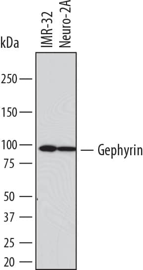 Western blot shows lysates of IMR-32 human neuroblastoma cell line and Neuro-2A mouse neuroblastoma cell line. PVDF membrane was probed with 2 µg/mL of Mouse Anti-Human Gephyrin/GPHN Monoclonal Antibody (Catalog # MAB7519) followed by HRP-conjugated Anti-Mouse IgG Secondary Antibody (Catalog # HAF007). A specific band was detected for Gephyrin/GPHN at approximately 90 kDa (as indicated). This experiment was conducted under reducing conditions and using Immunoblot Buffer Group 1.