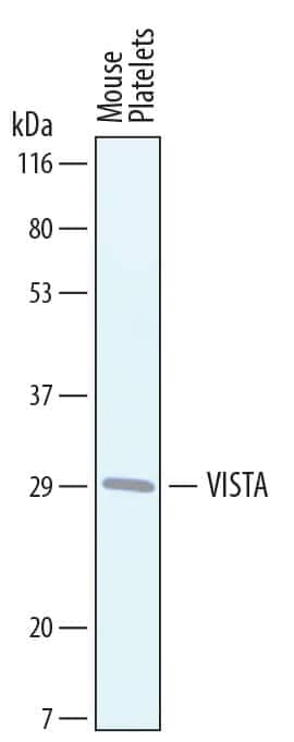 Western blot shows lysates of mouse platelets. PVDF membrane was probed with 1 µg/mL of Sheep Anti-Mouse VISTA/B7-H5/PD-1H Antigen Affinity-purified Polyclonal Antibody (Catalog # AF7005) followed by HRP-conjugated Anti-Sheep IgG Secondary Antibody (Catalog # HAF016). A specific band was detected for VISTA/B7-H5/PD-1H at approximately 30 kDa (as indicated). This experiment was conducted under reducing conditions and using Immunoblot Buffer Group 8.